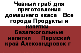 Чайный гриб для приготовления домашнего кваса - Все города Продукты и напитки » Безалкогольные напитки   . Пермский край,Александровск г.
